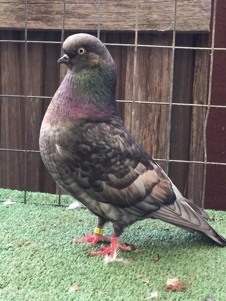 Gallery Melbourne Pigeon Society Inc.