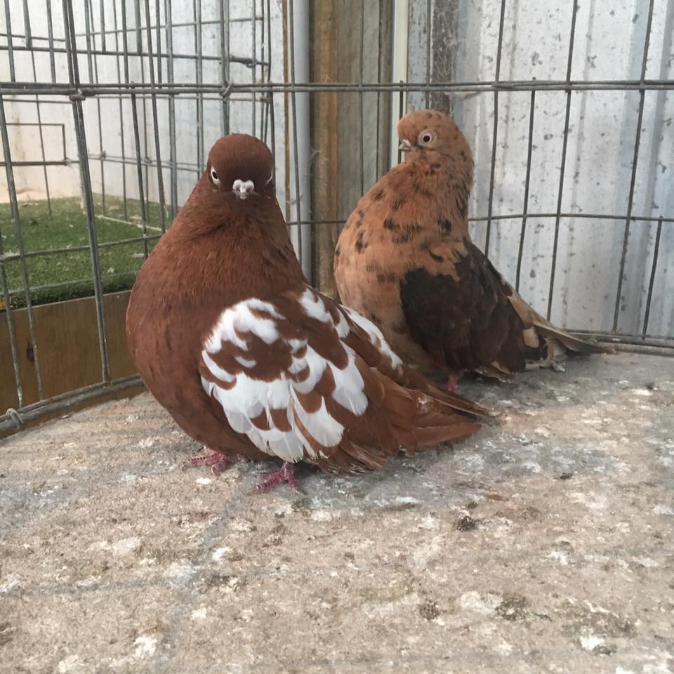 Gallery Melbourne Pigeon Society Inc.